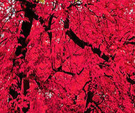 Beautiful Trees