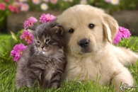 Fighting Like Cats & Dogs??  Nah, Who Said!!