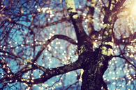 Tree lights