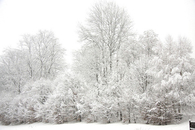 Winter trees
