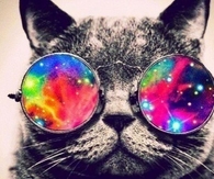 Hippie Cat