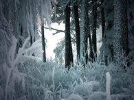 Winter forest