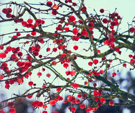 Cherry tree