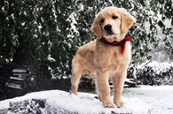Puppy in the snow