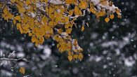 Snow falling