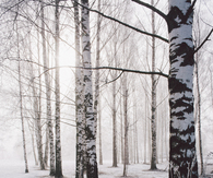 Snow in the woods