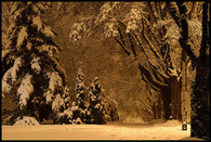Winter snow trees