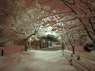 Winter park