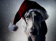 Santa dog