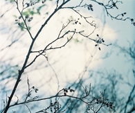 The simple yet beautiful tree