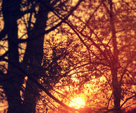 Sunset through the trees