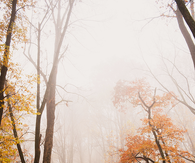 November morning