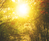 Golden rays