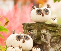 Cute Owl Pumpkins