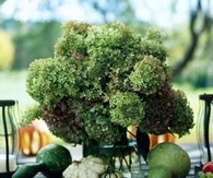 Hydrangea Thanksgiving Centerpiece