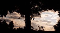 Wind blowing the trees