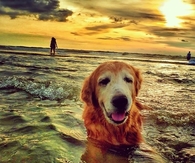 Beach dog