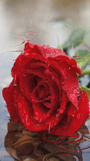 rose in the storm