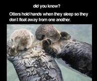 Otters hold hands when they sleep