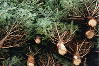 Fresh cut trees