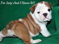 sexy and I know it
