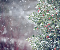 Winter snow