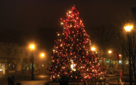 Christmas tree outdoors