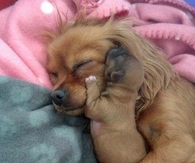 Dog and puppy