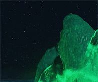 green waves