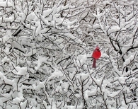 Winter Cardinal