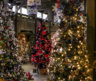 Christmas trees