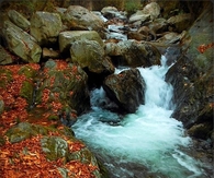 Autumn leaves in water
