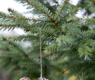 Homemade bird seed ornament