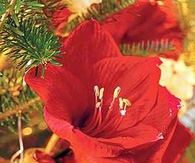 Hanging bud vase