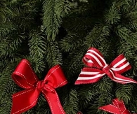 Red and white bows