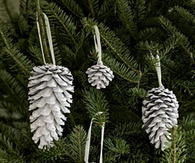 Pinecones