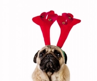 Christmas Dogs Pictures + Cats Images