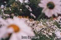 Love is stupid