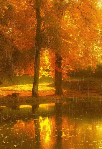 Autumn Rain