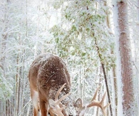 Deer in the Snow