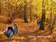 Happy Thanksgiving