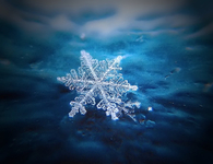 Single snowflake