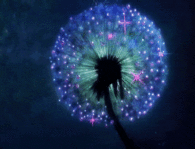 The Beauty of a Dandelion