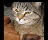 gangsta cat