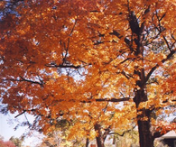 autumn afternoon