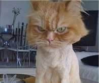 shaved cat