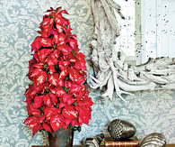 Poinsettia tree