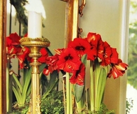 Red Amaryllis