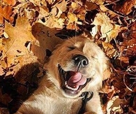 Happy Dog in Fall Leaves