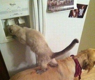Team Work
